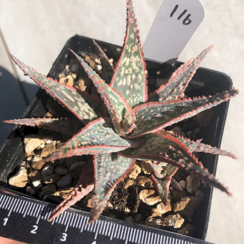 Aloe Bright Star