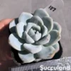 Echeveria Jade Butterfly