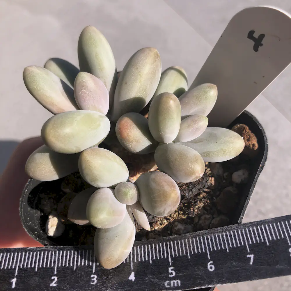 Pachyphytum Fittkaui Moran