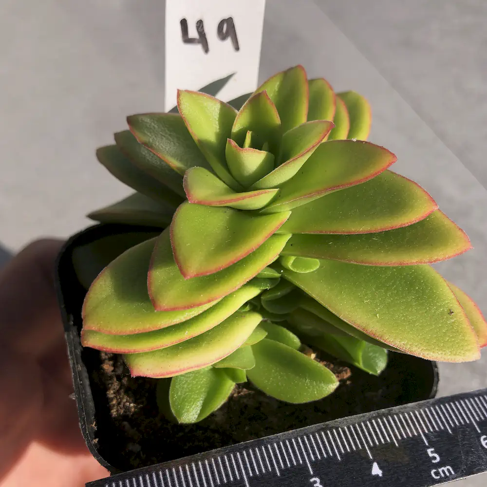 Crassula Capitella 'Campfire'