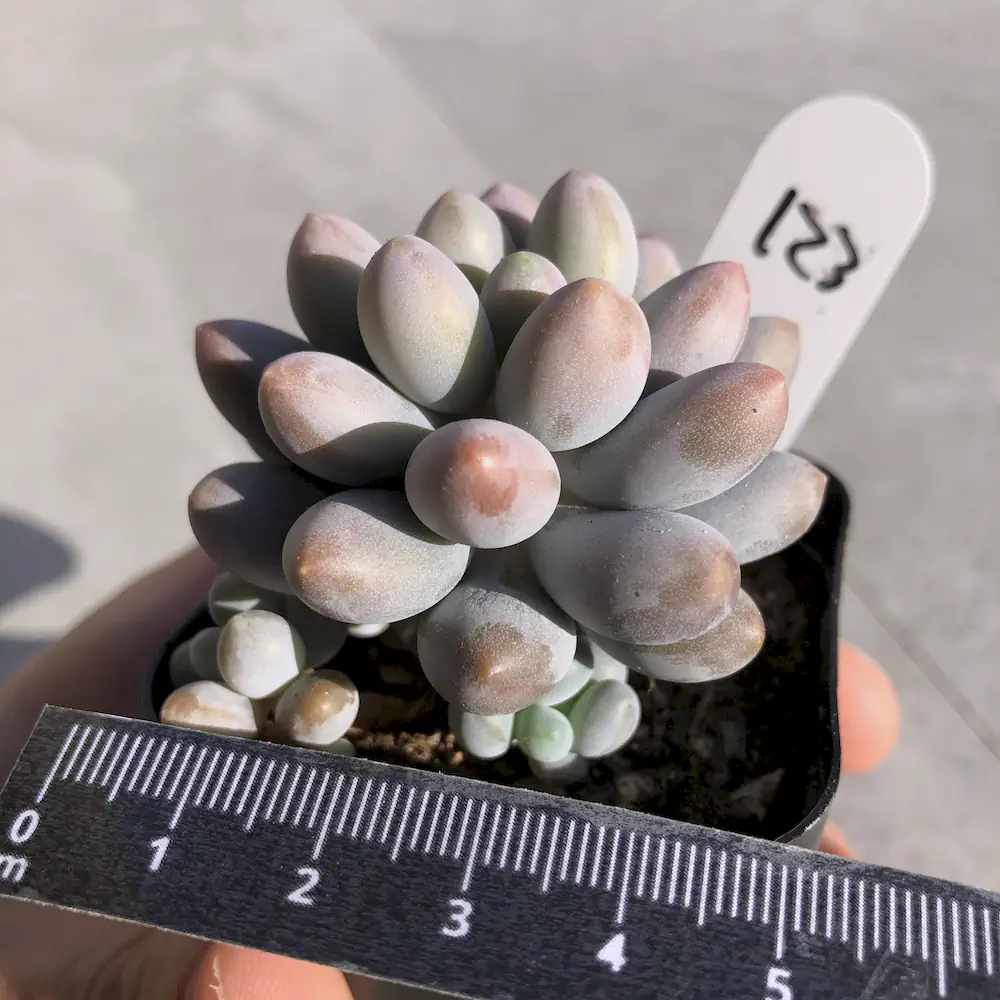 Pachyphytum Pink Lover