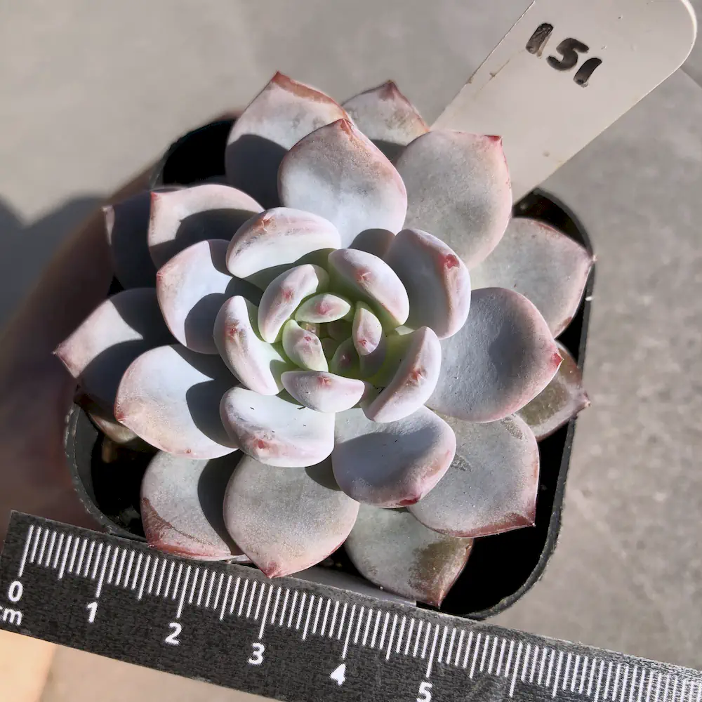 Echeveria Snow Angel