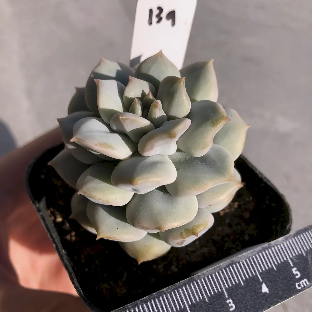 Echeveria Choux Cream