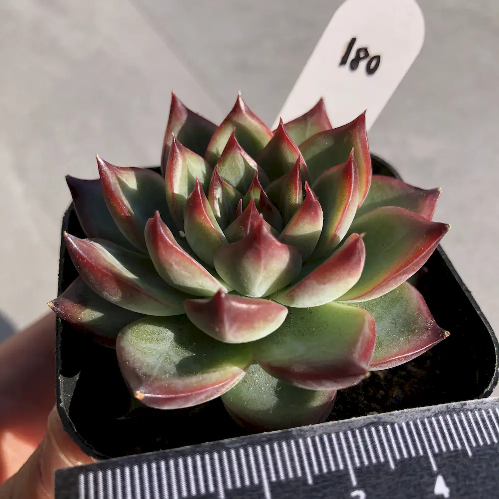 Echeveria Fire Pillar