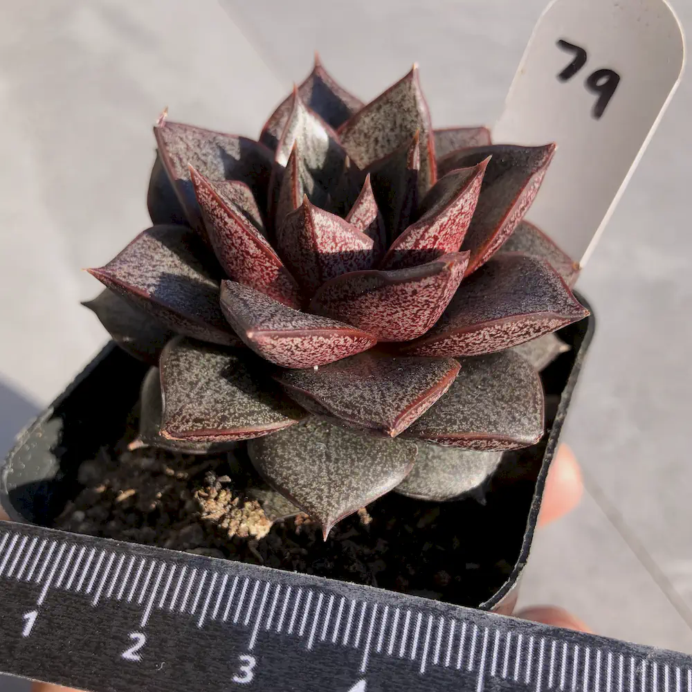 Echeveria Dionysos
