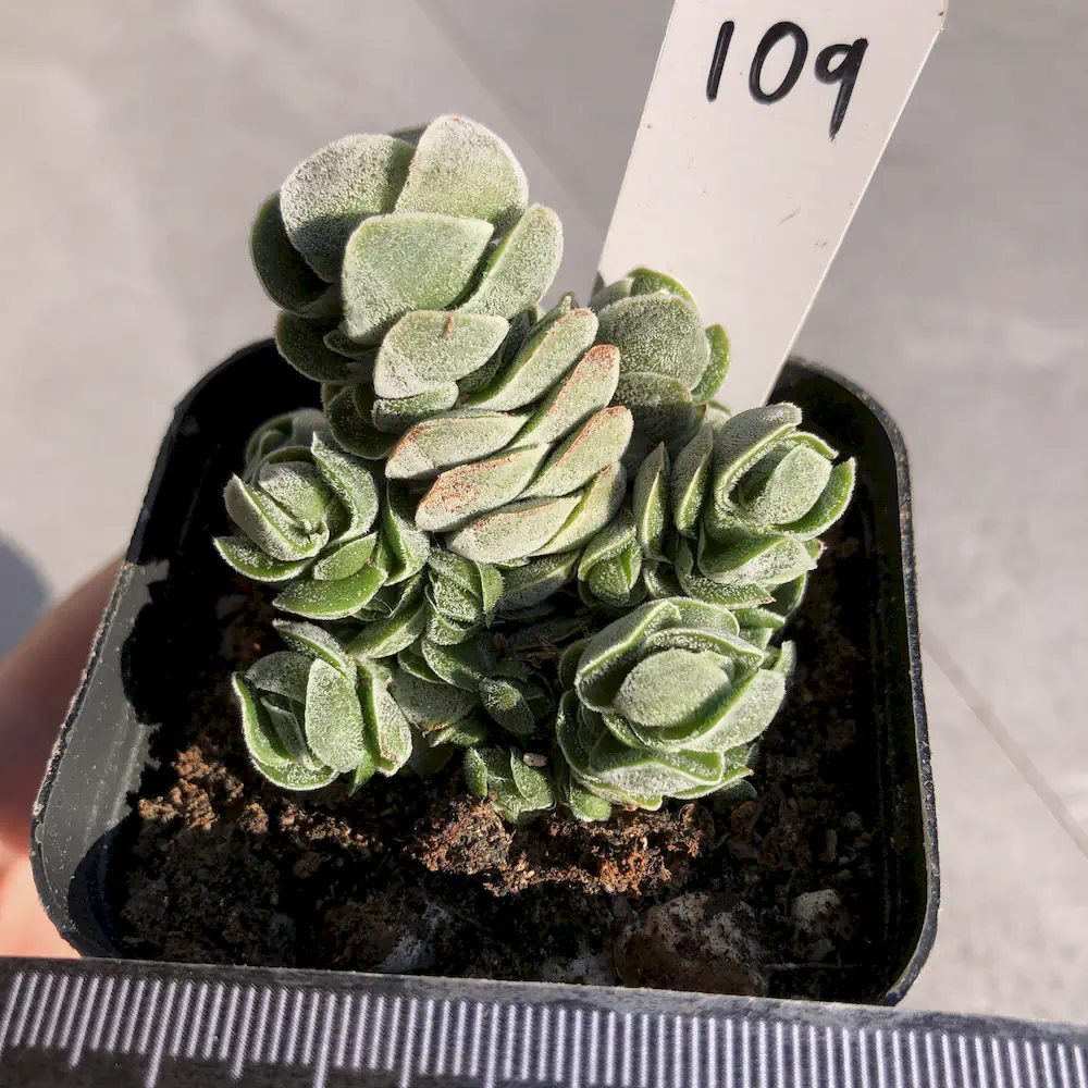Crassula Pangolin