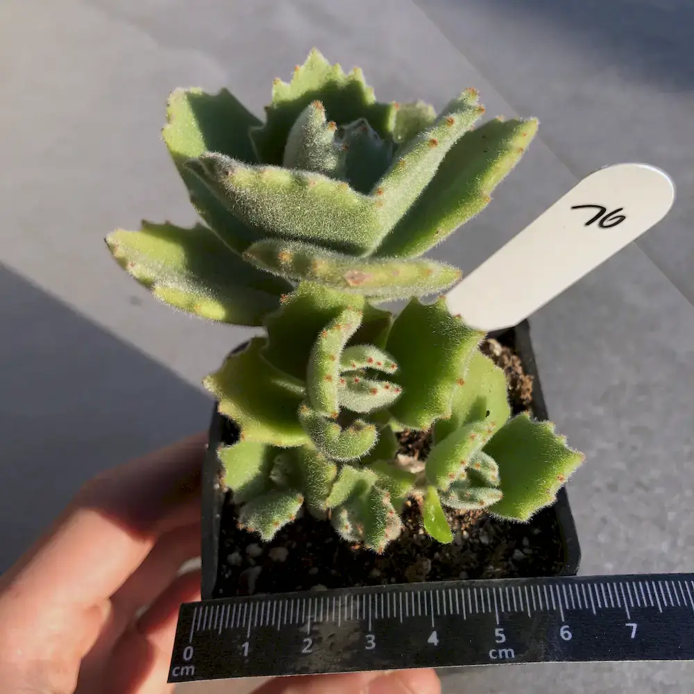 Kalanchoe Millotii - Velvet Soft Leaf