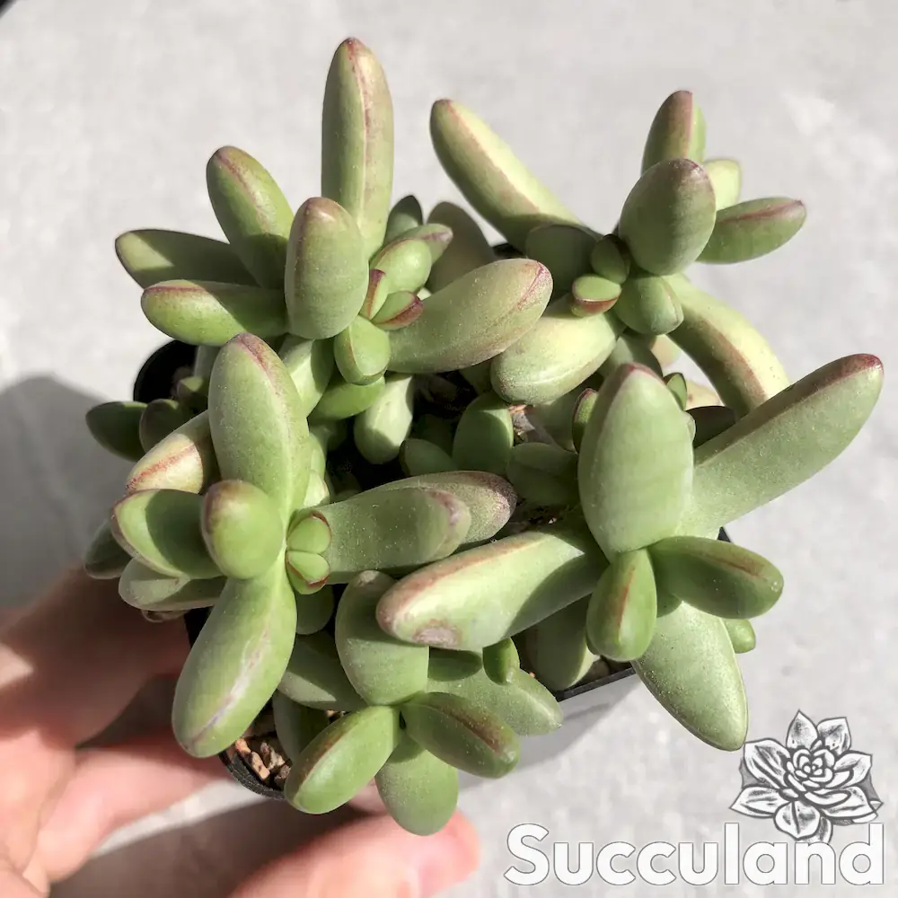 Crassula Nudicaulis var. Herrei succulent