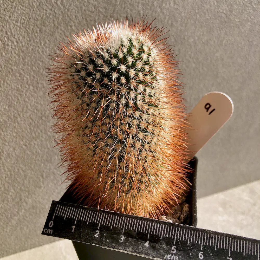 Mammillaria Spinosissima - Red-Headed Irishman