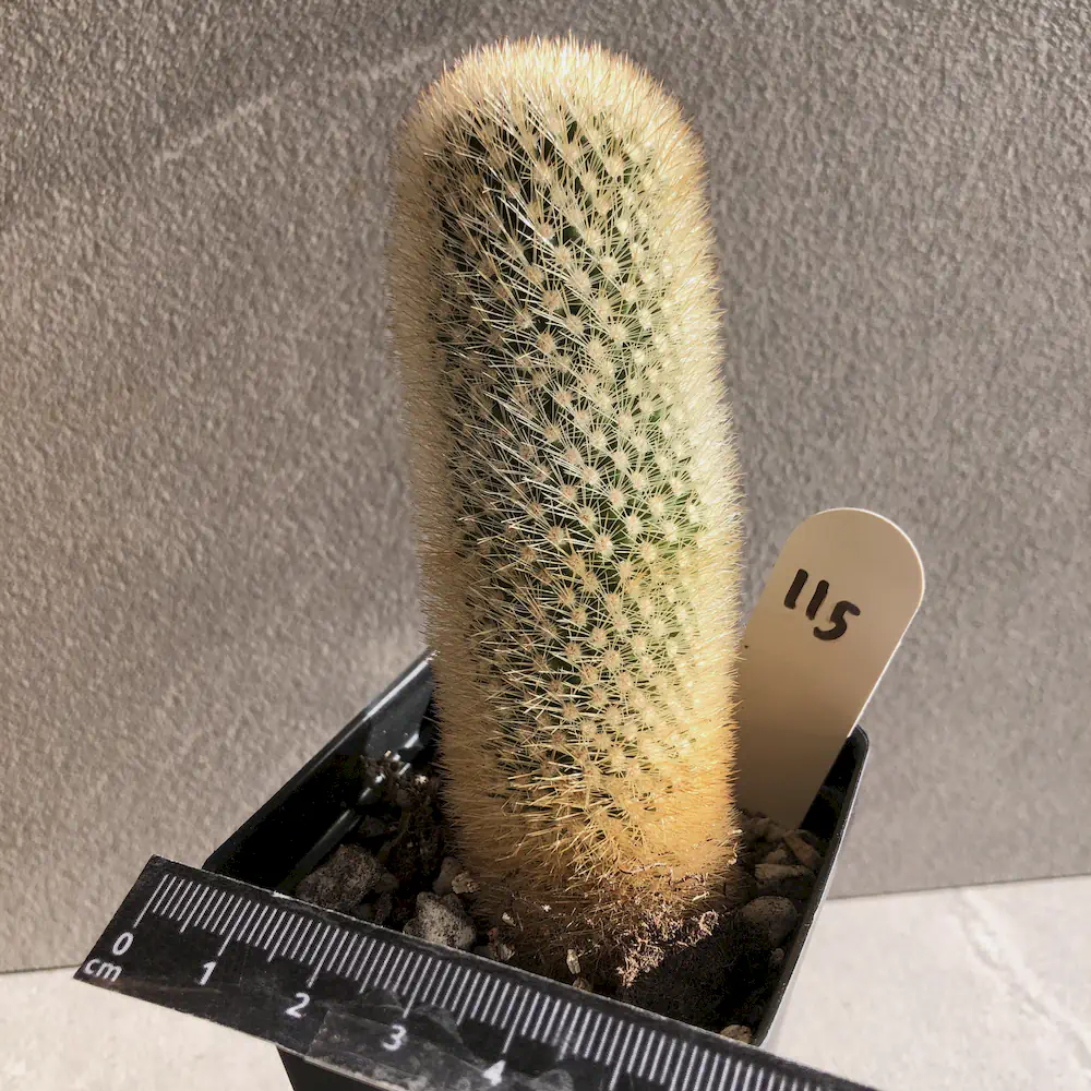 Mammillaria Pilcayensis