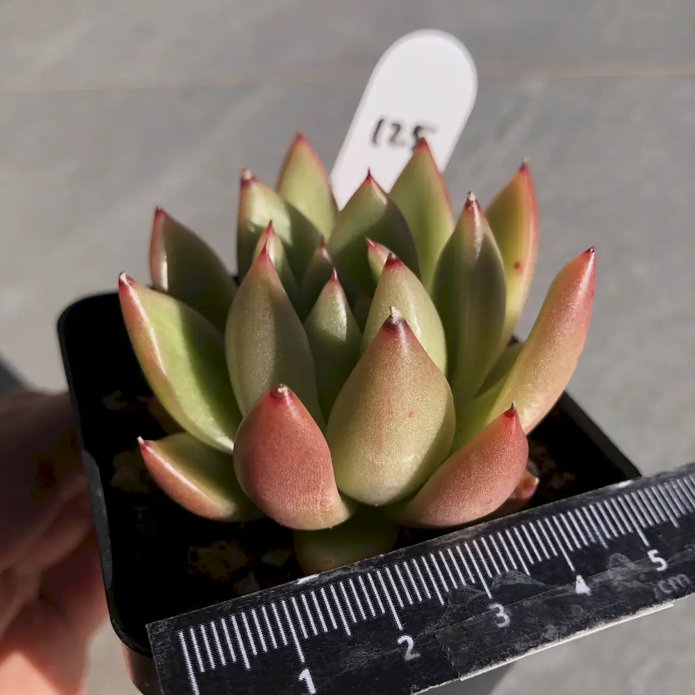 Echeveria Agavoides 'Miranda'
