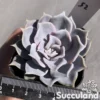 Echeveria Lilacina - Ghost Echeveria