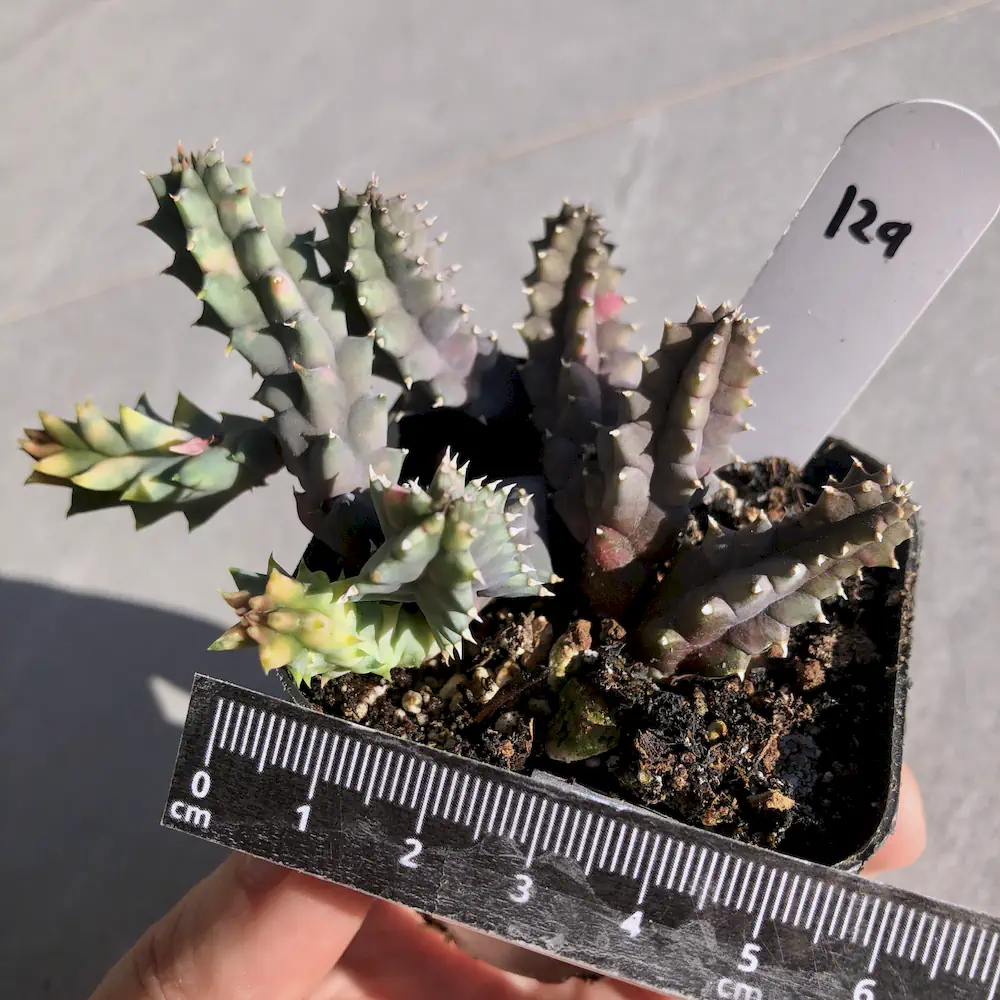 Huernia Zebrina Variegated - Lifesaver Plant