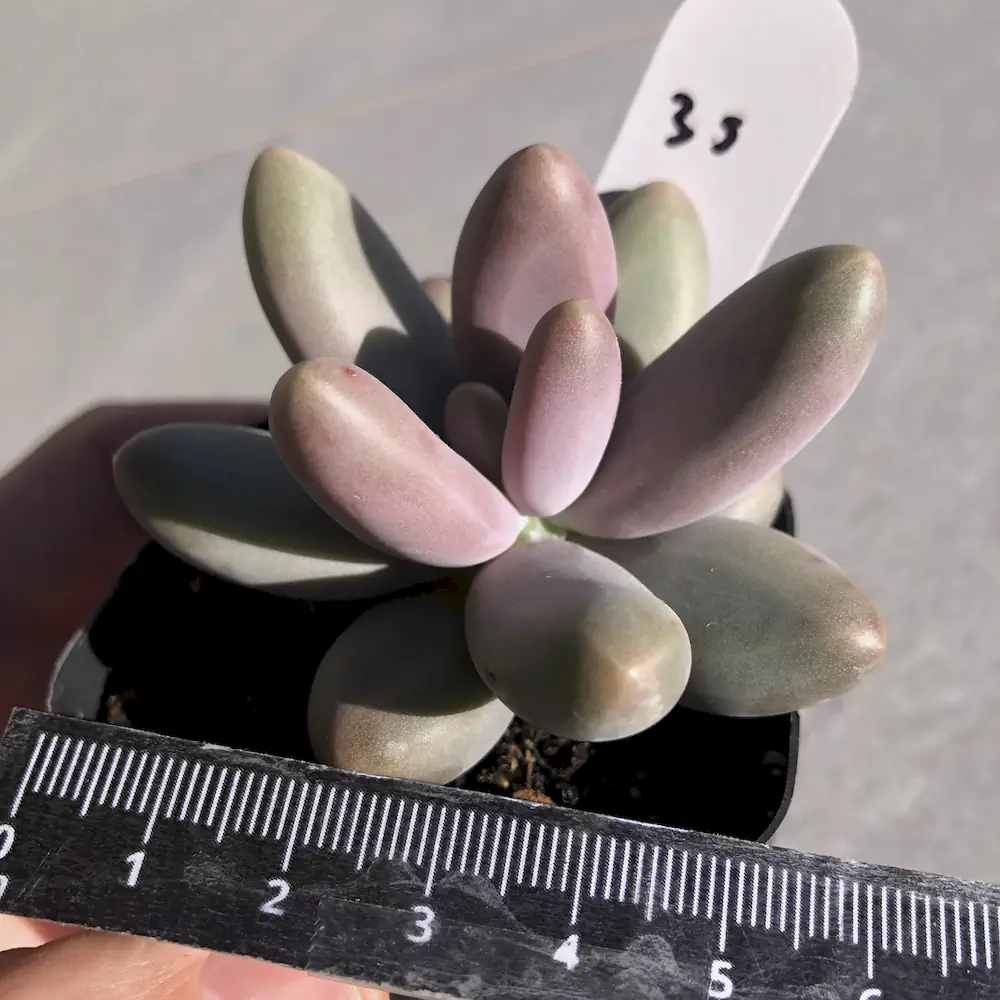 Pachyphytum Fittkaui Moran