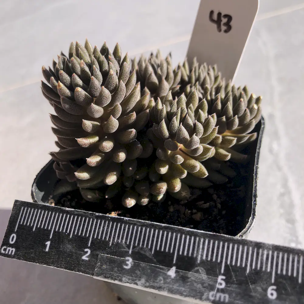 Sinocrassula Yunnanensis - Chinese Jade