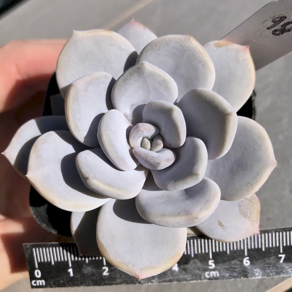 Echeveria Asante Sana