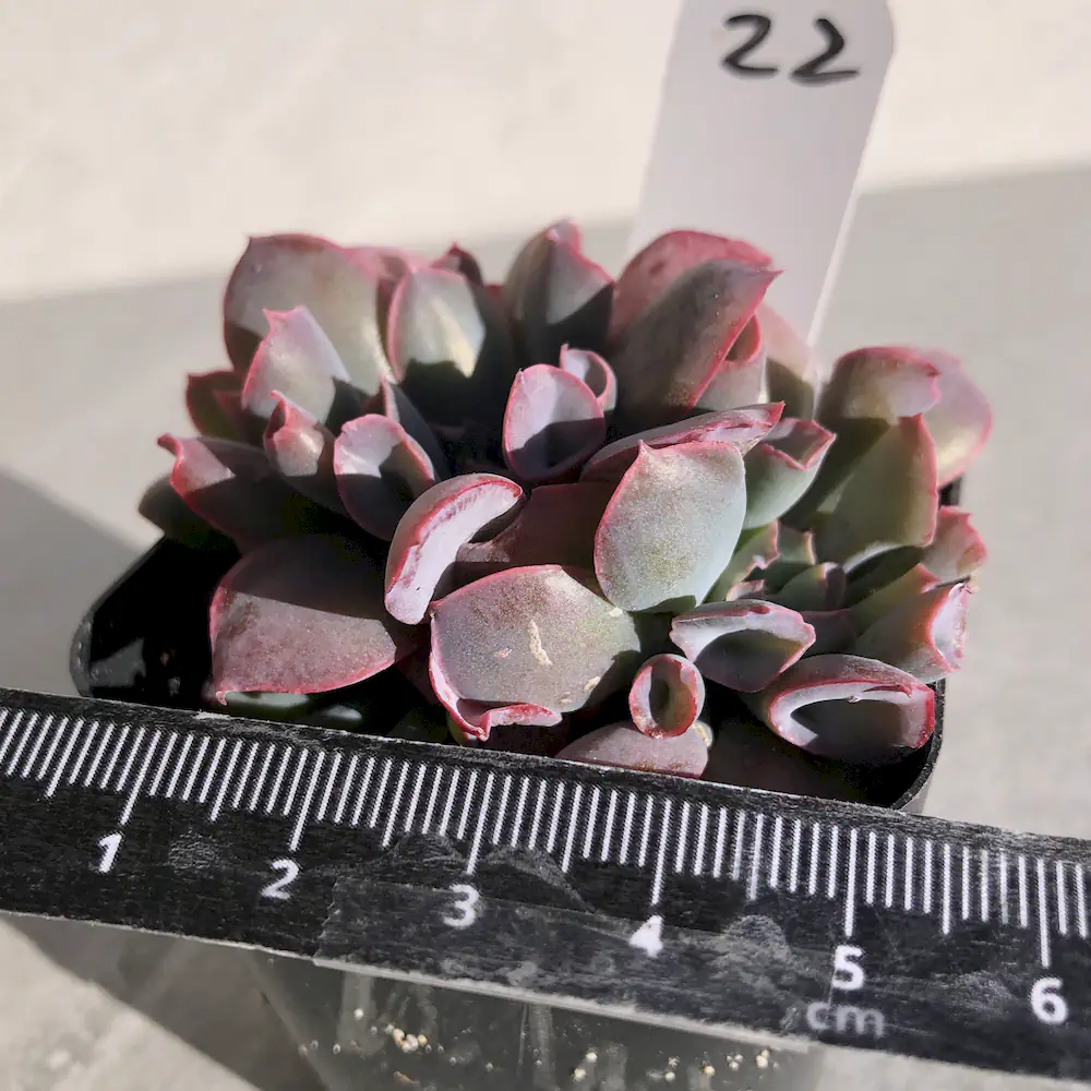 Echeveria Trumpet Pinky Crested