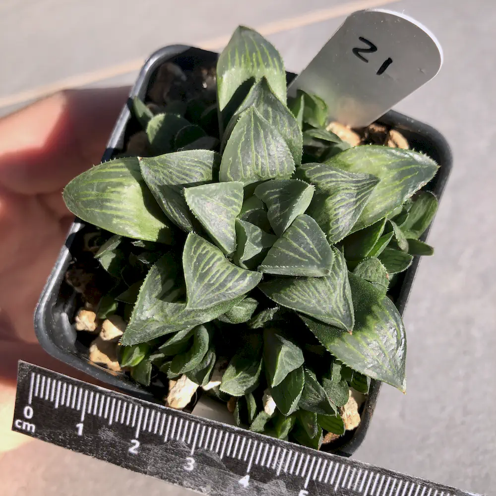 Haworthia Retusa - Star Cactus