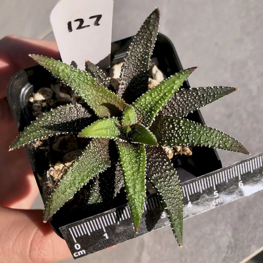 Haworthiopsis Attenuata 'Tanba'