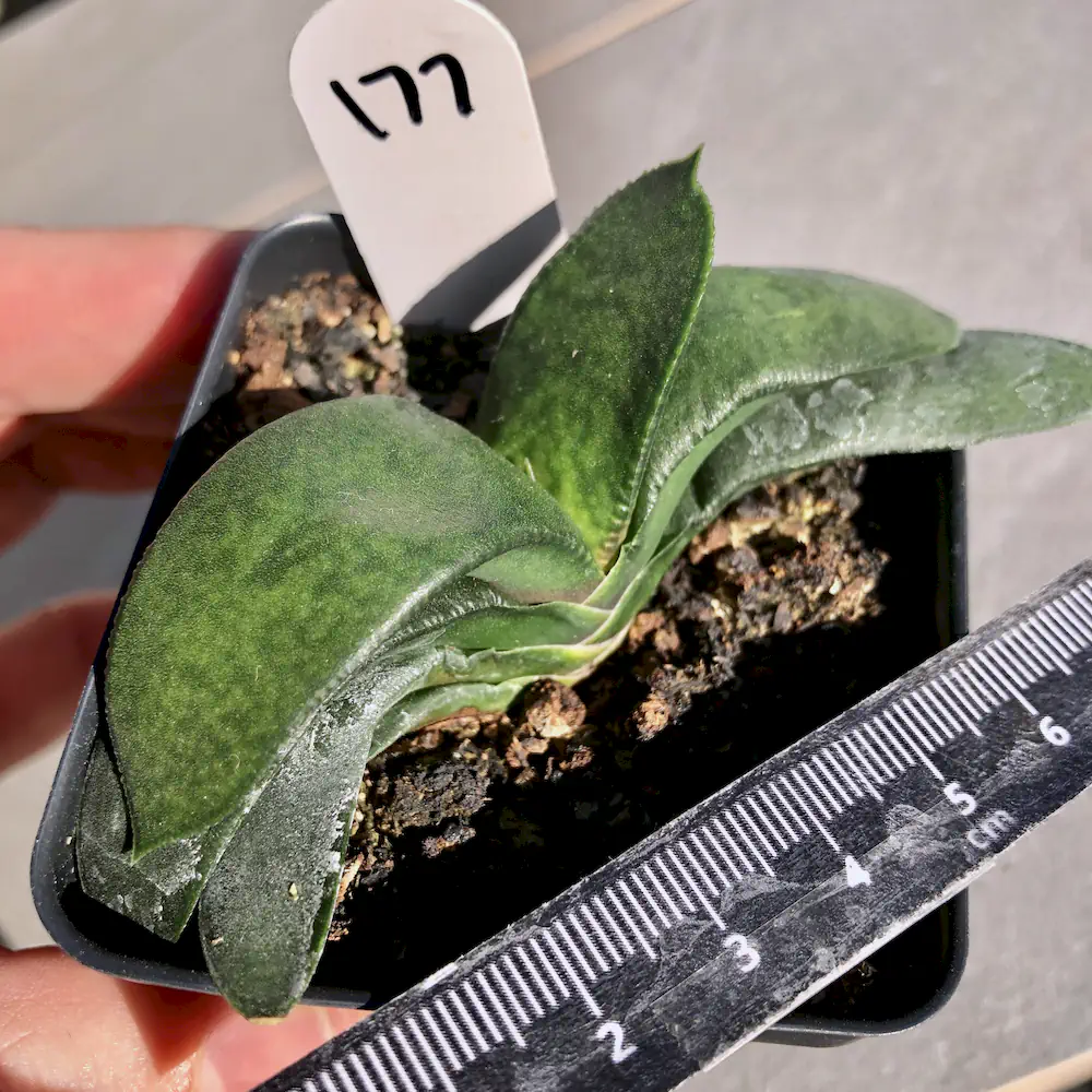 Gasteria Nitida Var. Armstrongii