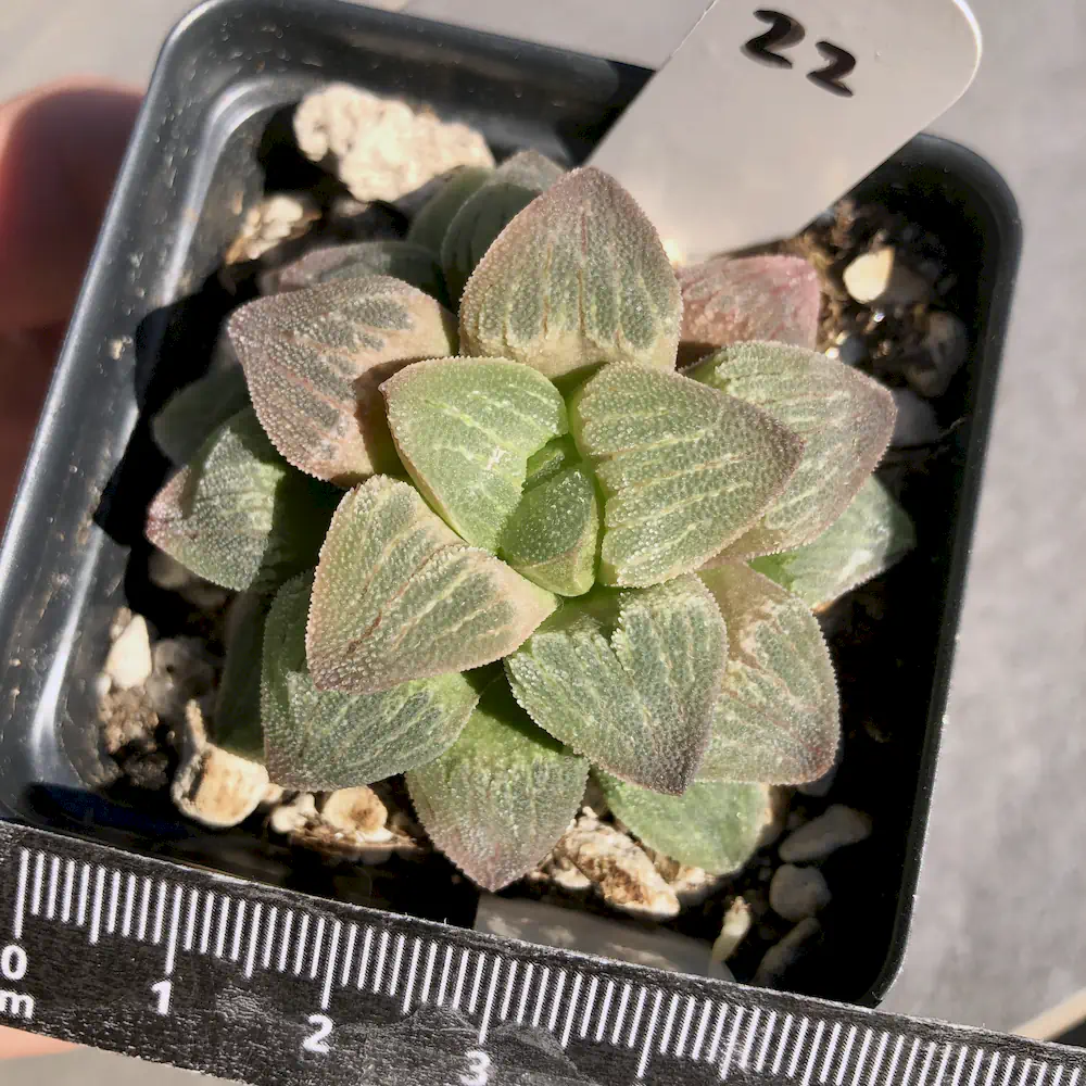 Haworthia Pygmaea