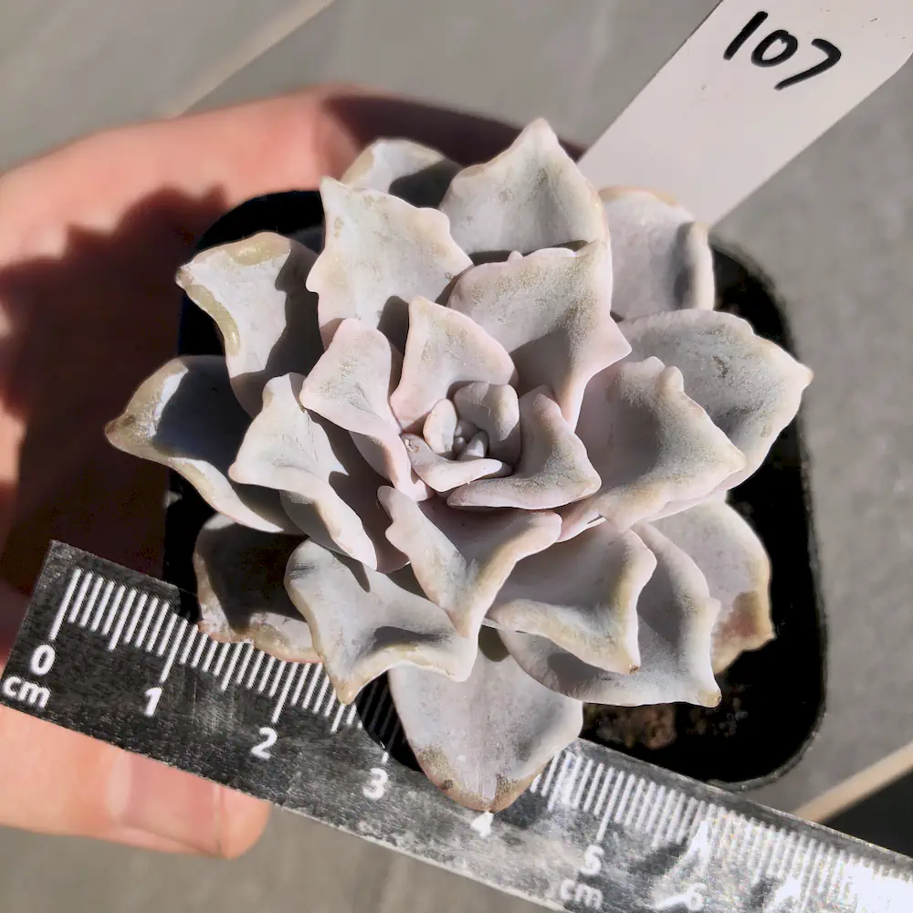 Echeveria Crispate Beauty