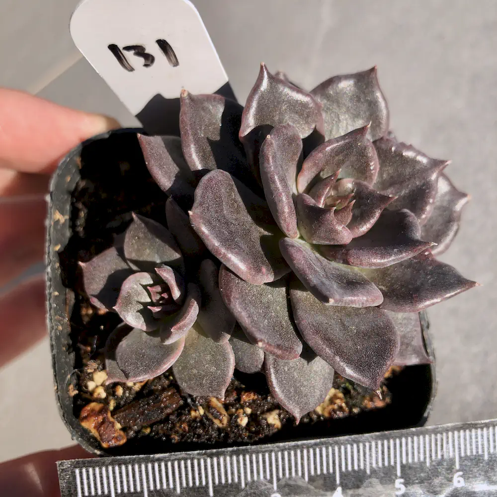 Echeveria Black Madiba