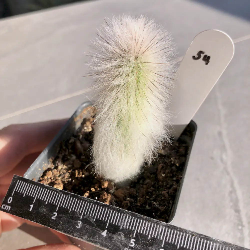 Espostoa Lanata - Peruvian Old Man Cactus