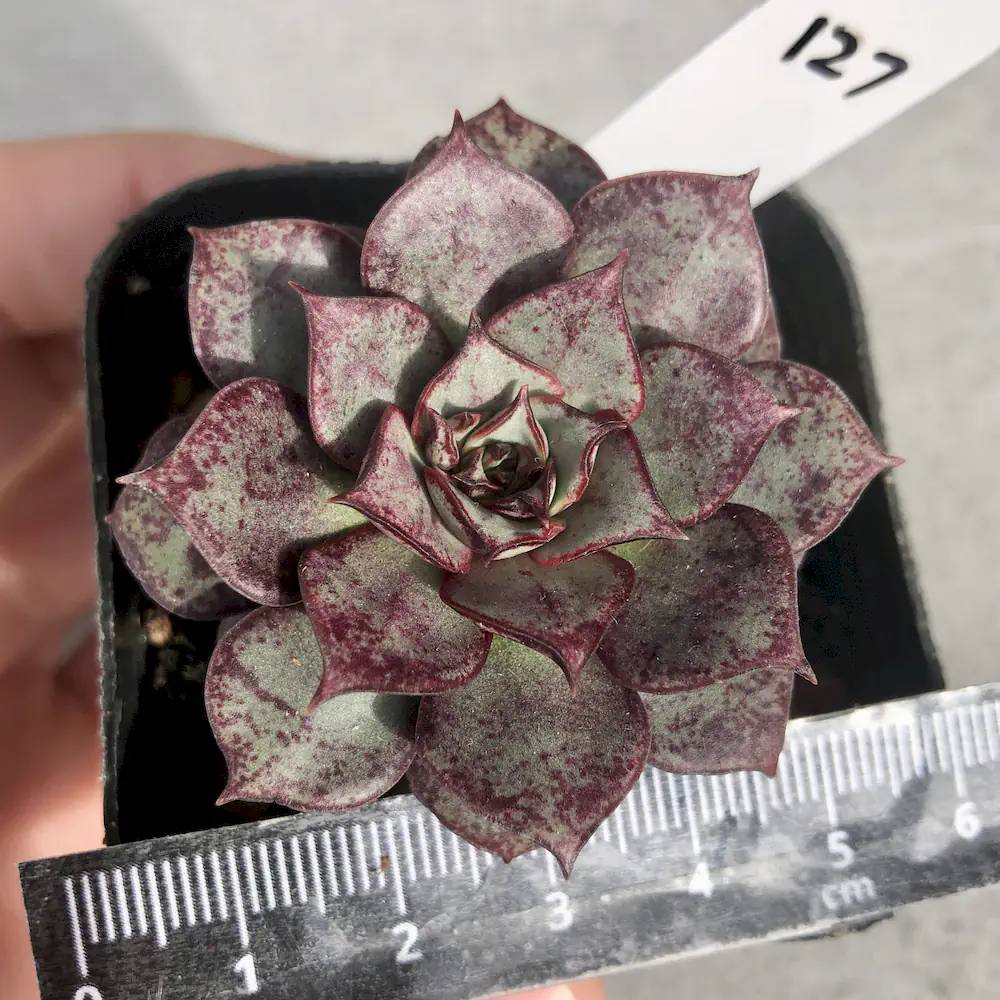 Echeveria Longissima Var. Aztatlensis