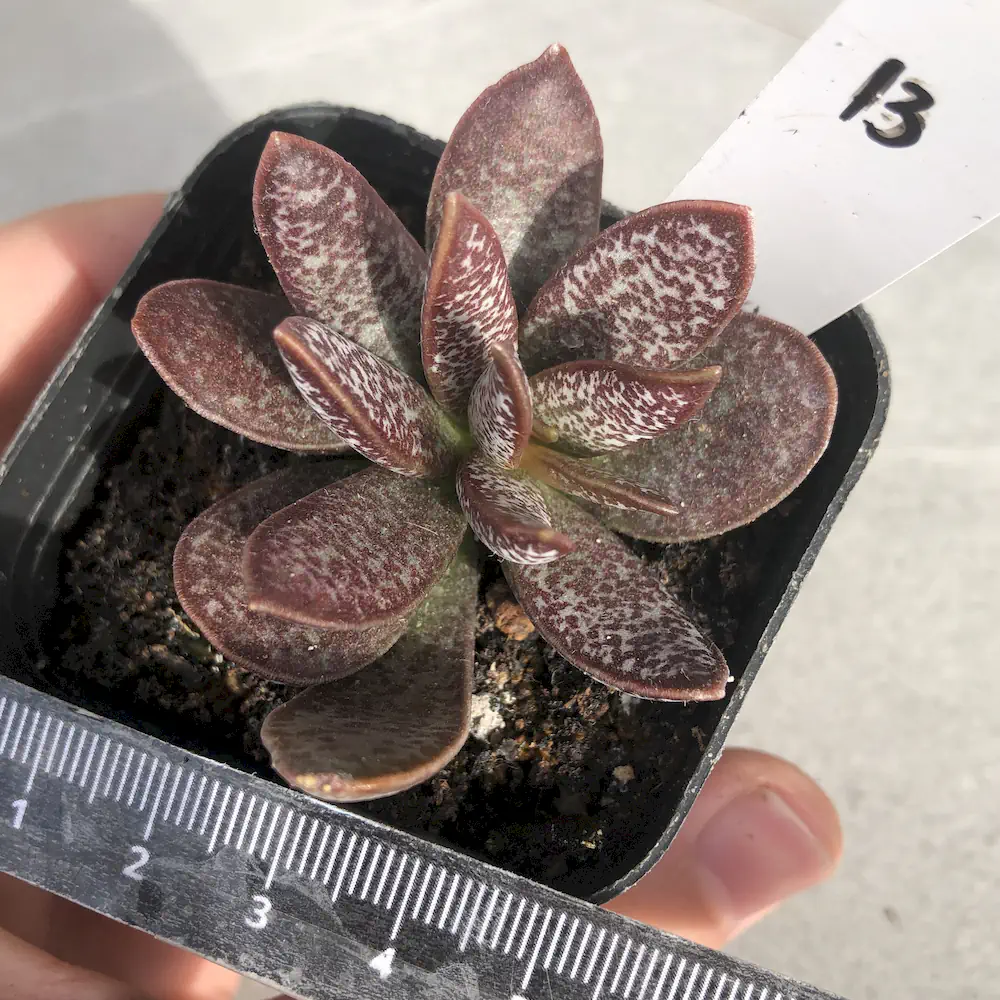 Adromischus Trigynus
