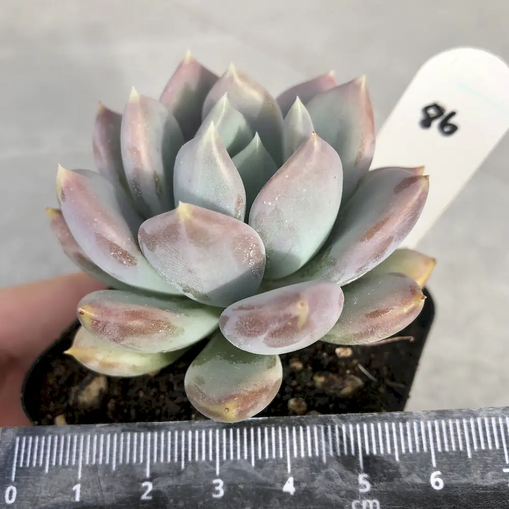 Echeveria Grosso