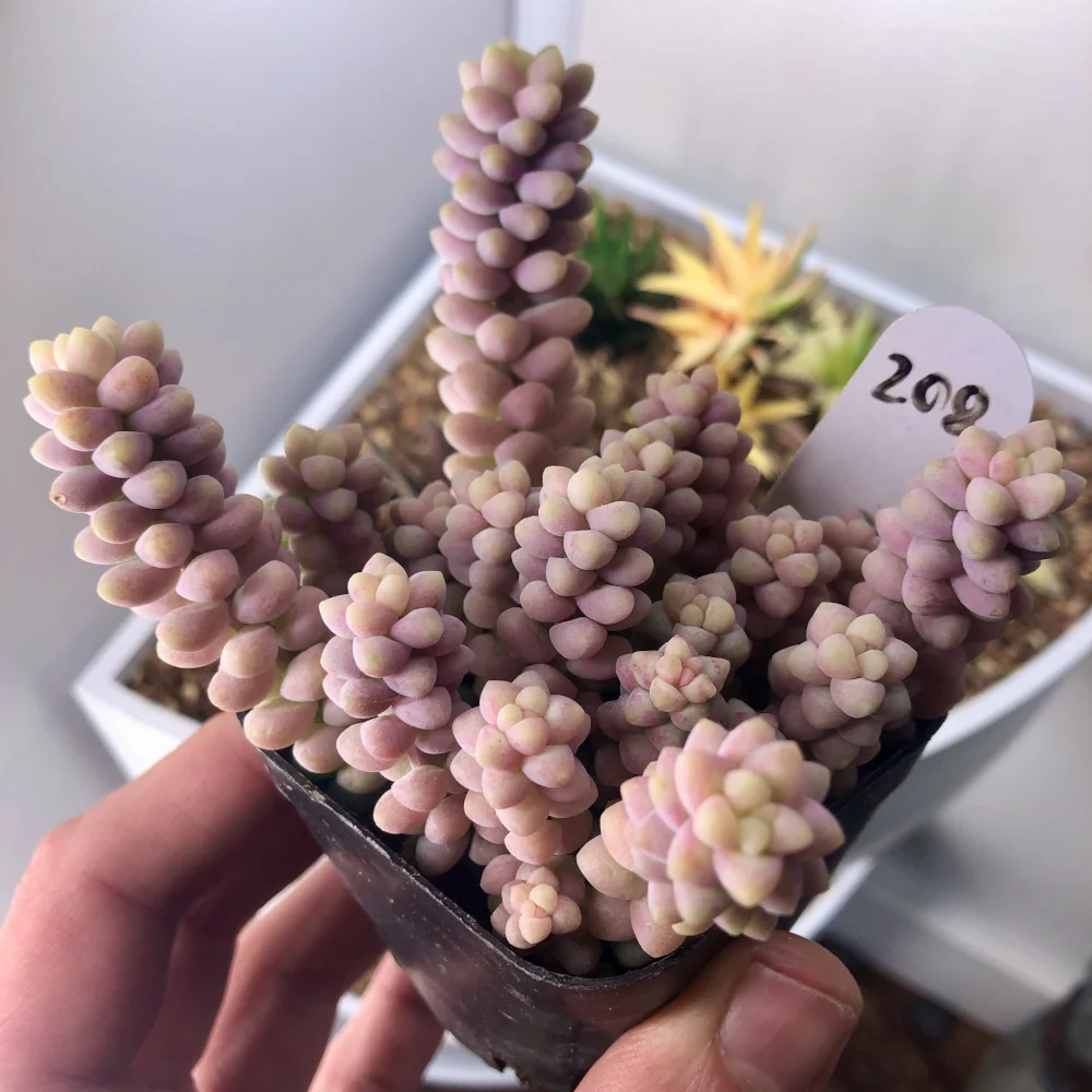 Sedum burrito succulent with cold stress Sedum burrito succulent with cold stress