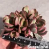 Crassula Swaziensis Variegated