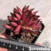 Echeveria Benimusume Crested - Crimson Girl