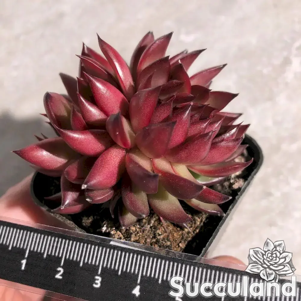 Echeveria Benimusume Crested - Crimson Girl