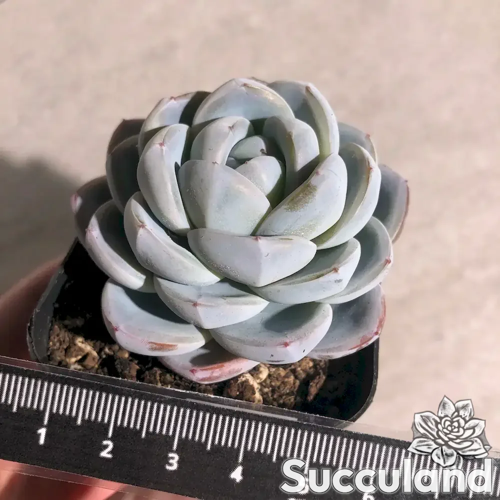 Echeveria White Shell succulent