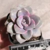 Graptopetalum Roma