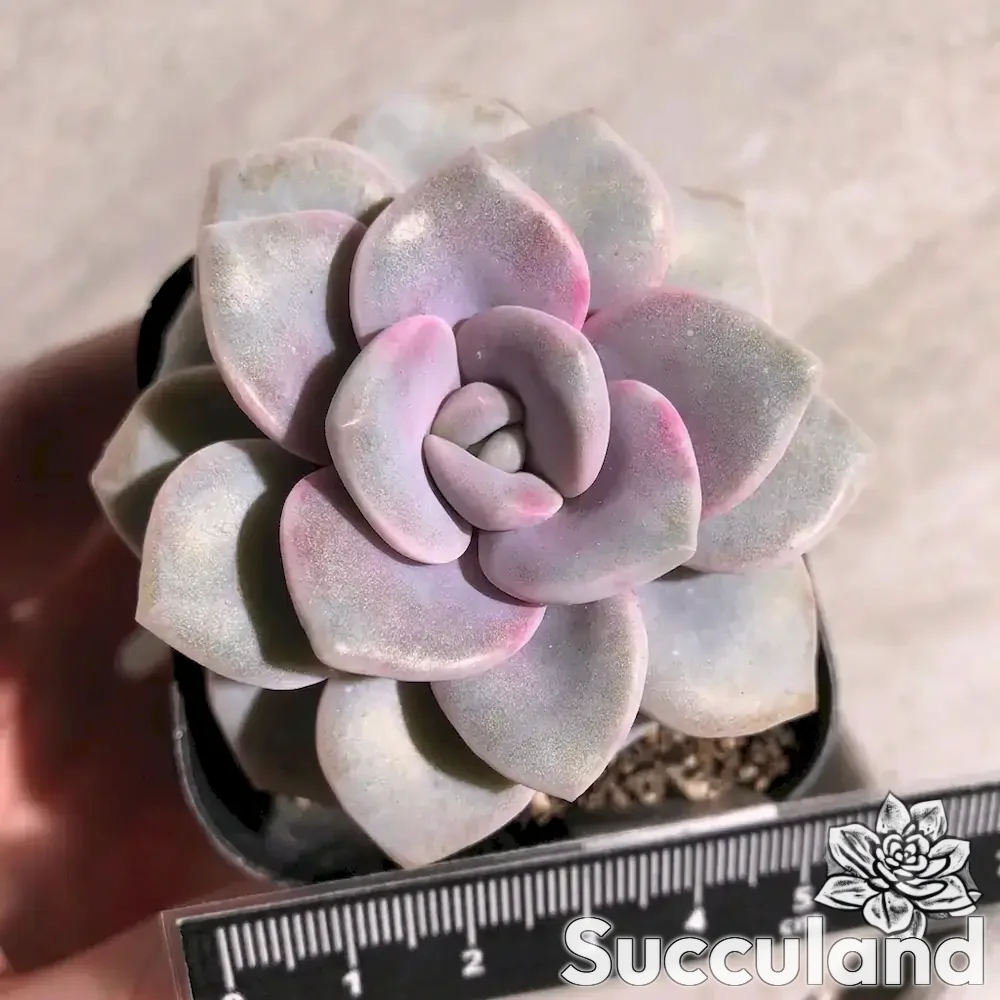 Graptopetalum Roma succulent
