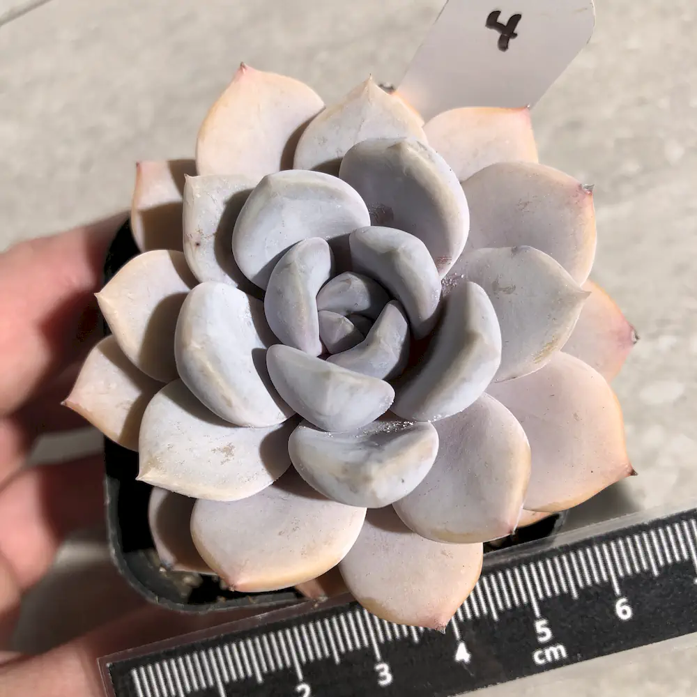 Echeveria Asante Sana