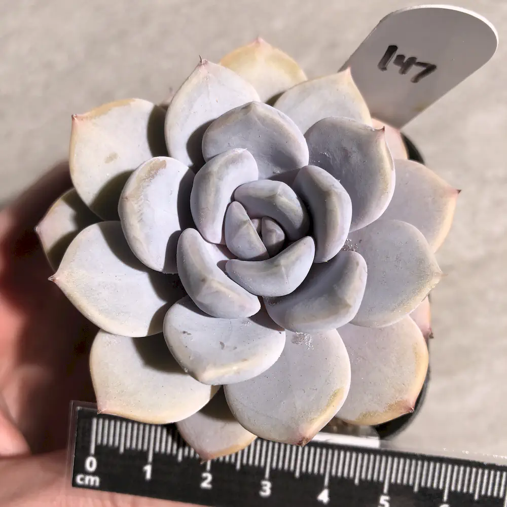 Echeveria Asante Sana