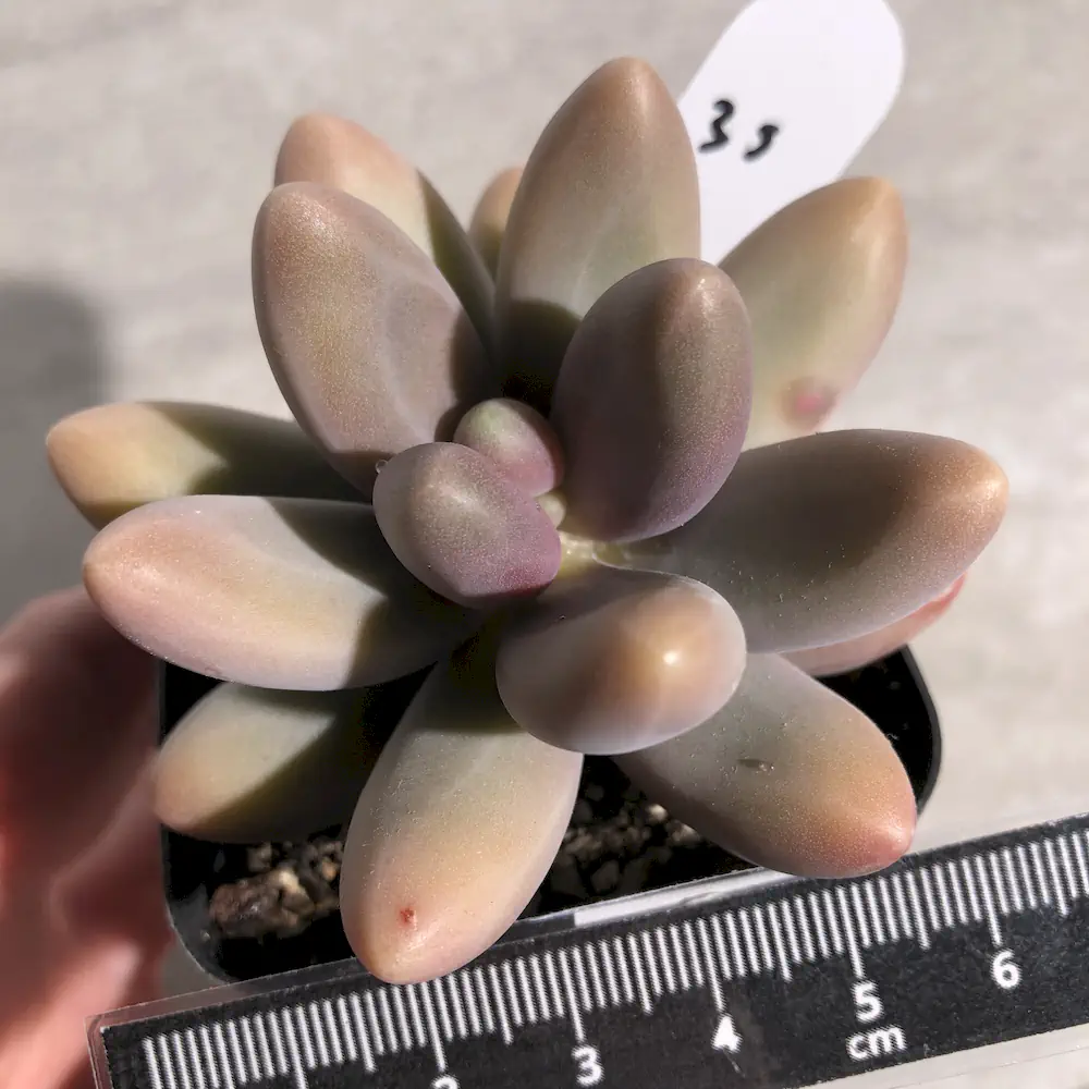 Pachyphytum Fittkaui Moran