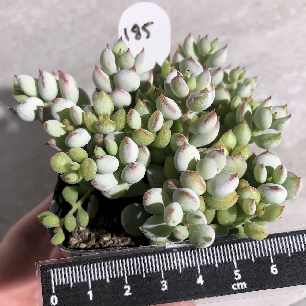 Cotyledon Pendens – Cliff Cotyledon
