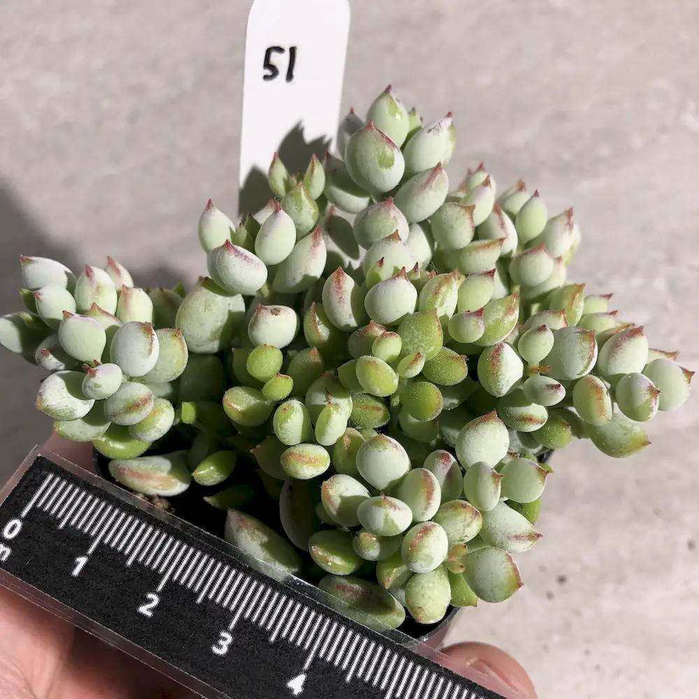 Cotyledon Pendens – Cliff Cotyledon