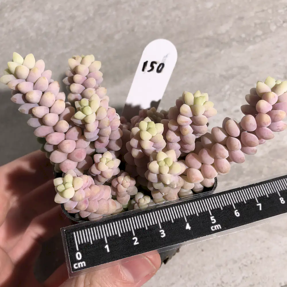 Sedum Burrito - Baby Donkey Tail