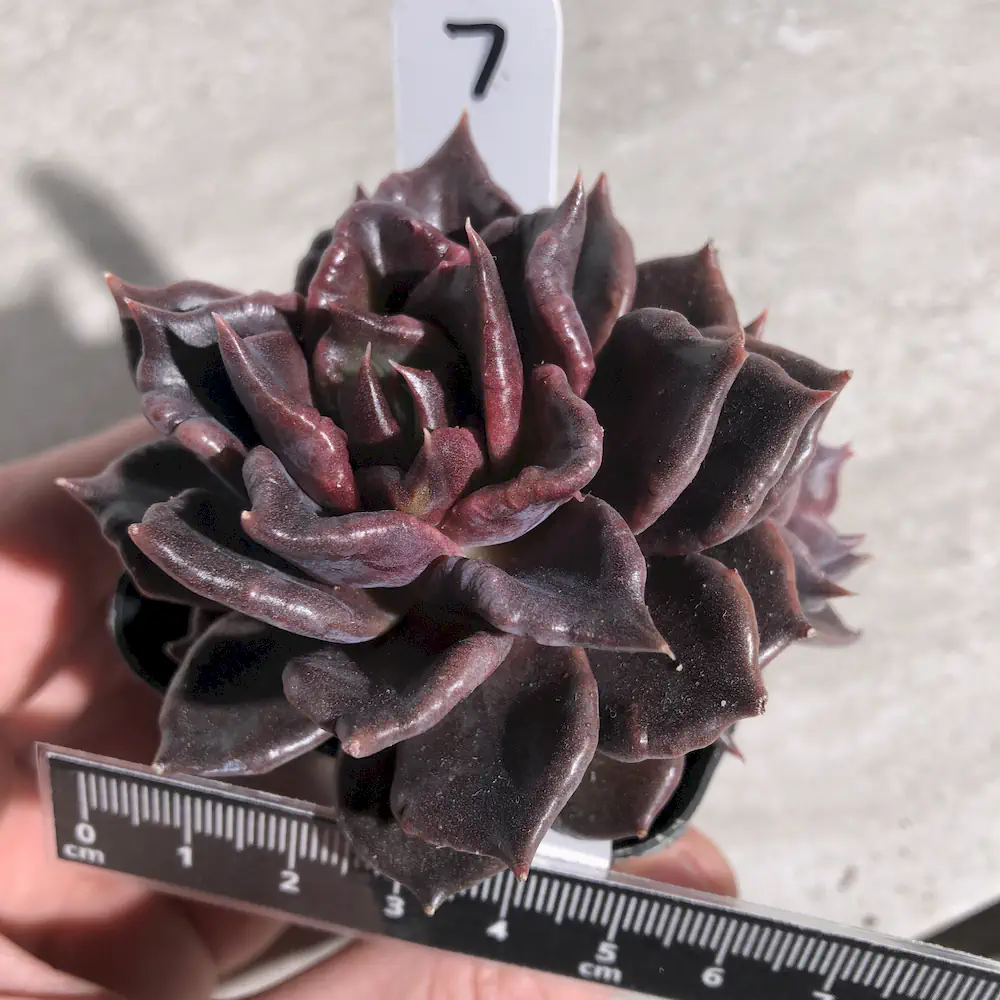 Echeveria Black Madiba