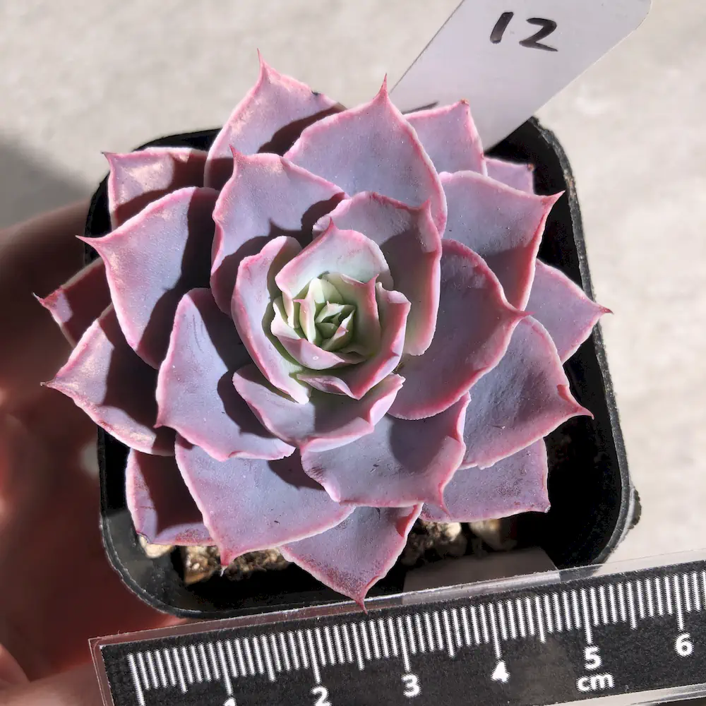 Echeveria Pinky