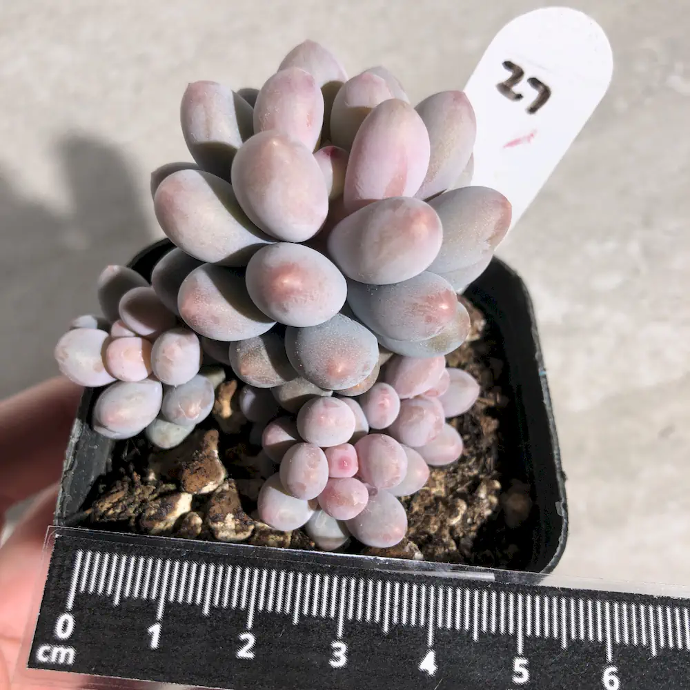 Pachyphytum Pink Lover