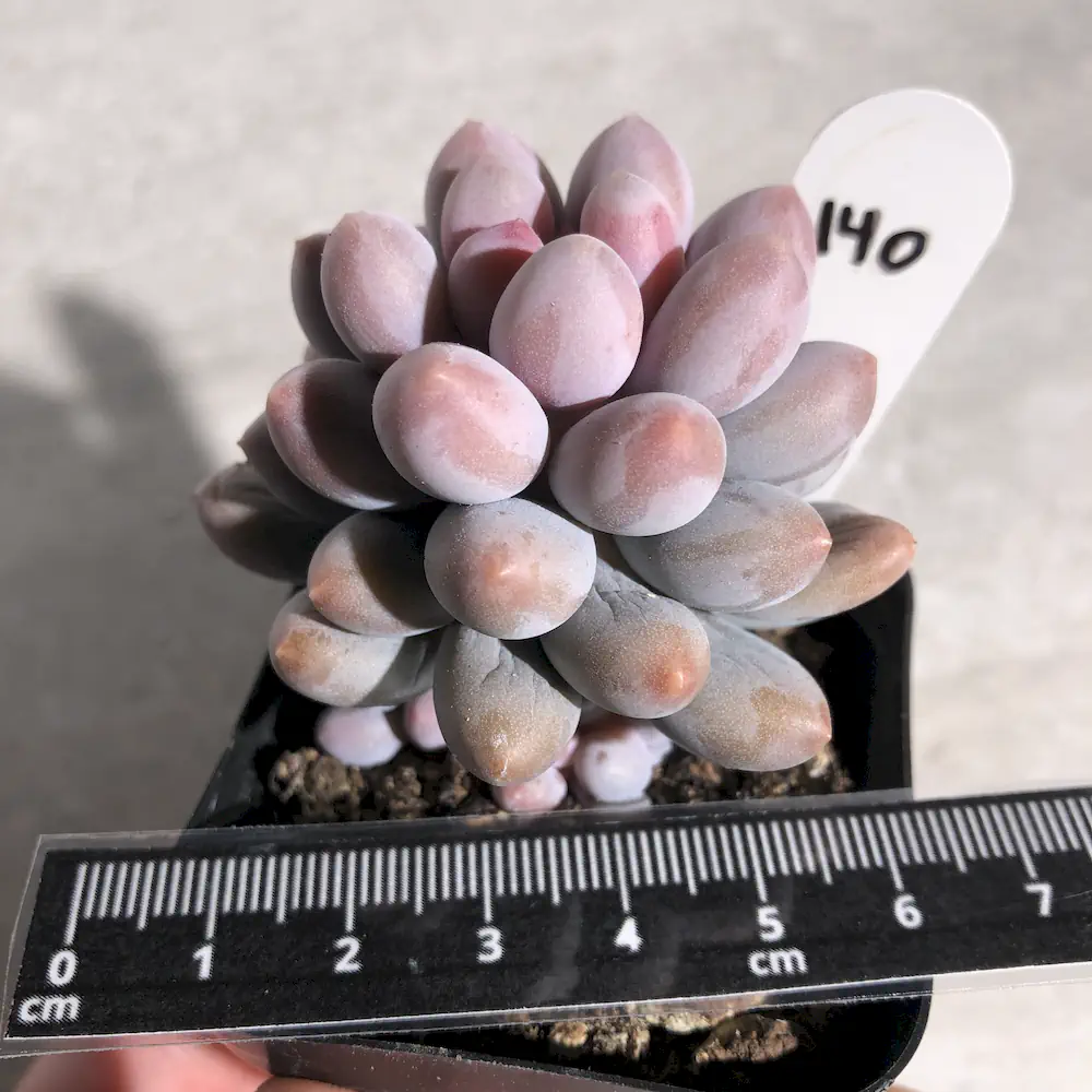 Pachyphytum Pink Lover