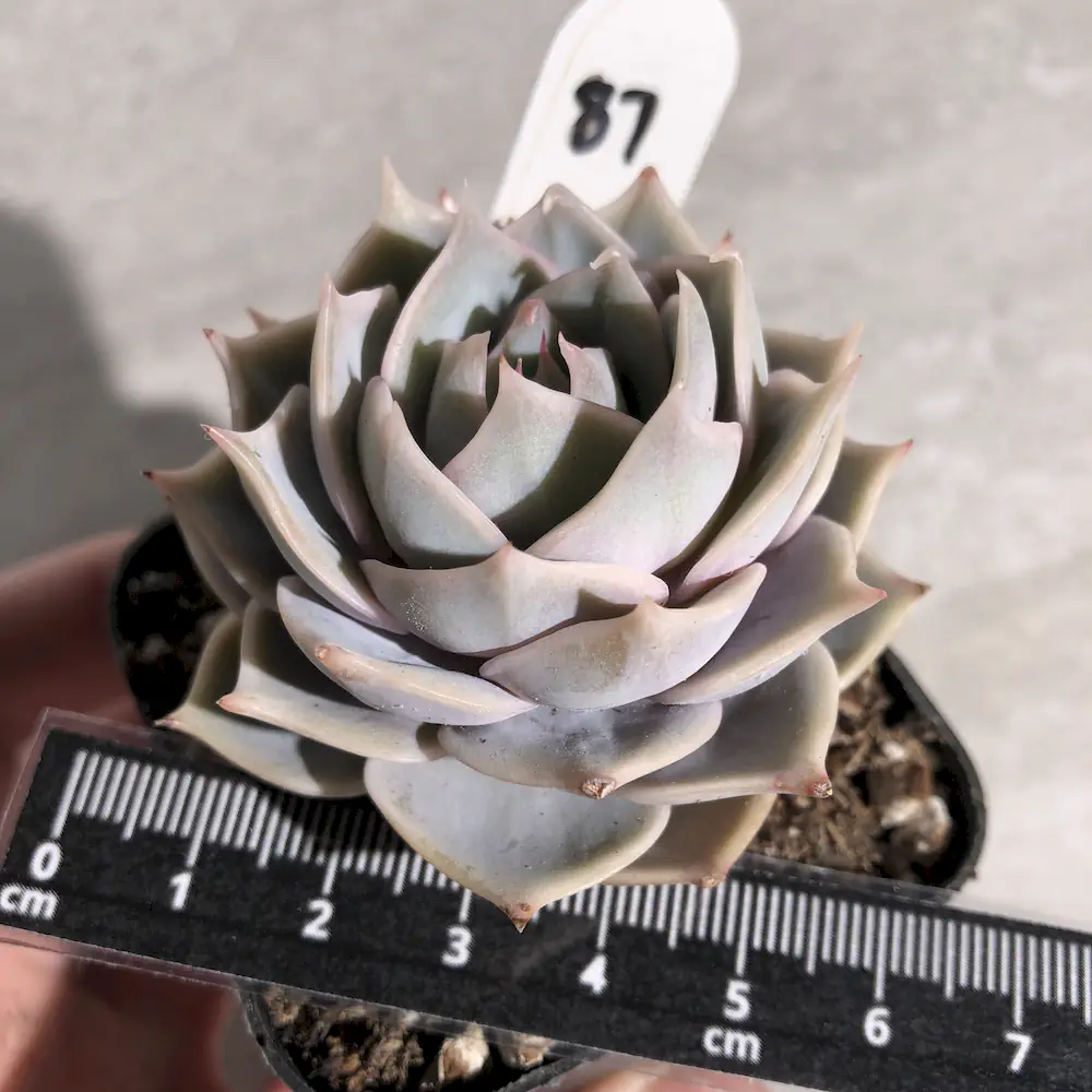 Echeveria Lotus