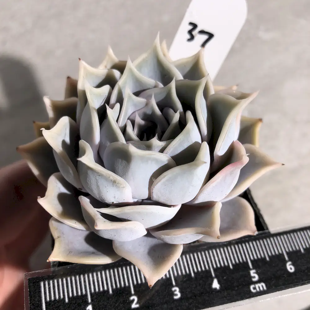 Echeveria Lilacina - Ghost Echeveria